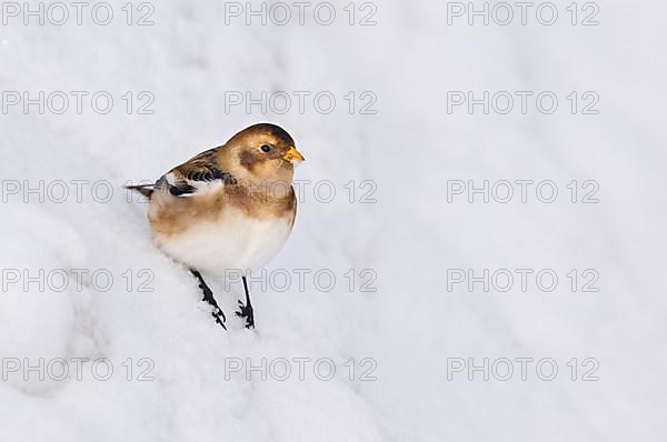 Snow bunting