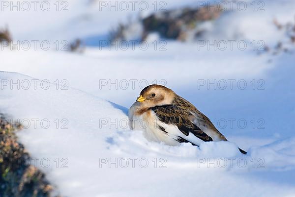 Snow bunting