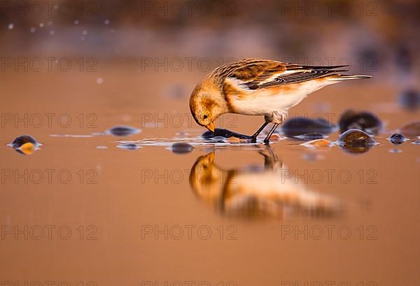 Snow bunting