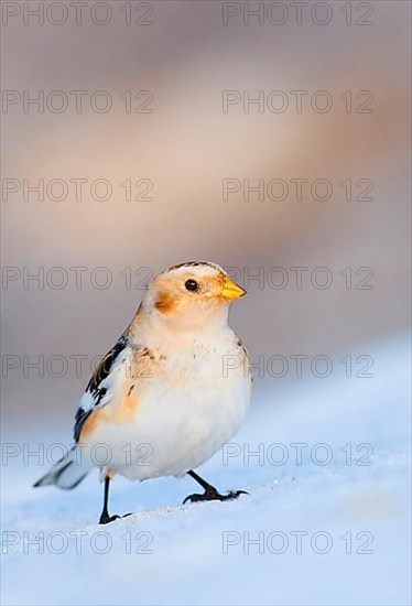 Snow bunting