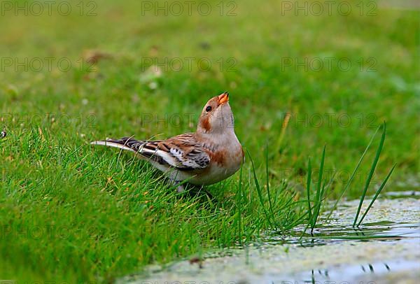 Snow Bunting