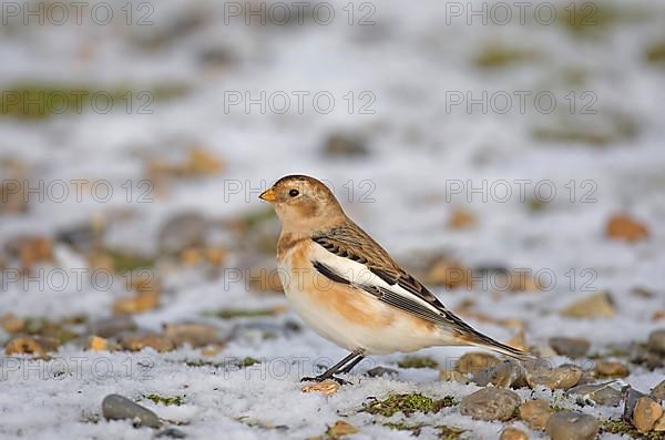 Snow bunting