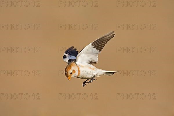 Snow bunting