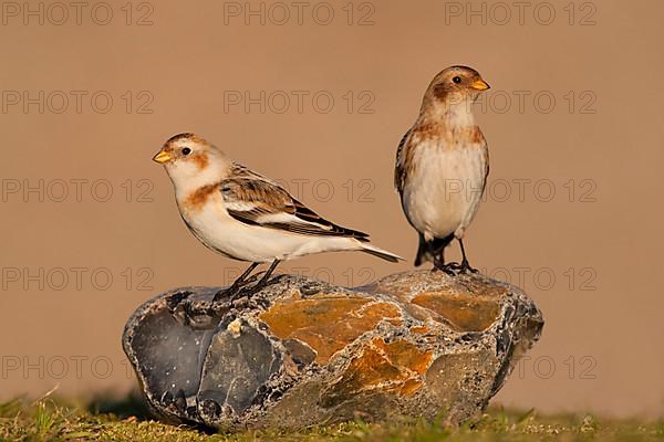 Snow Bunting