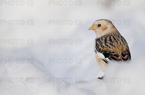 Snow bunting