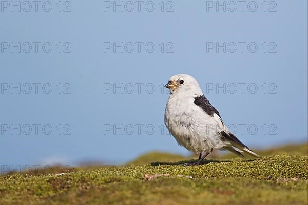 Snow Bunting