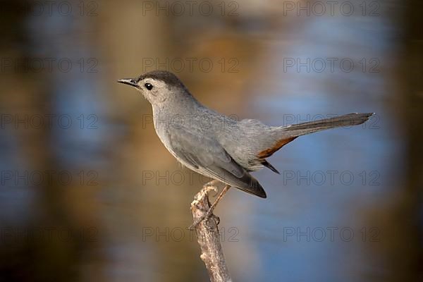 Grey Catbird