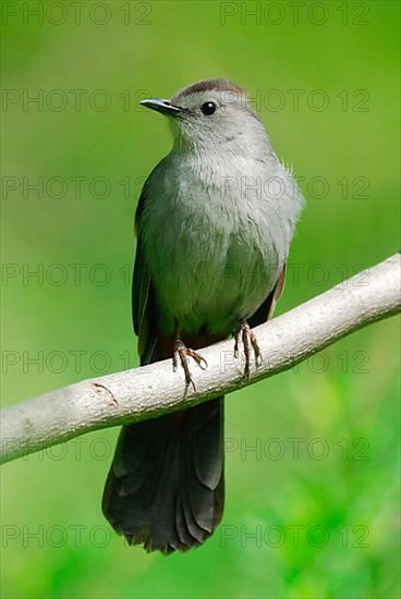 Gray catbird