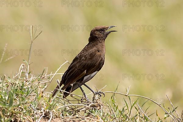 Northern anteater Chat