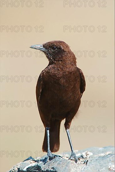 Northern anteater chat