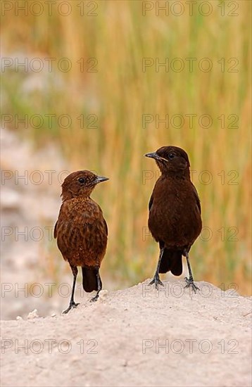 Southern anteater chat