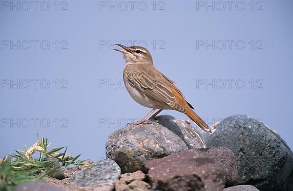 Rufous-tailed Scrub-robin