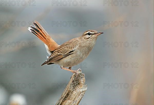 Rufous-tailed Scrub-robin