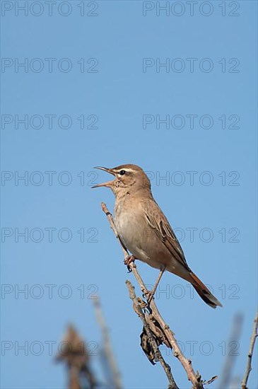 Rufous-tailed Scrub-robin