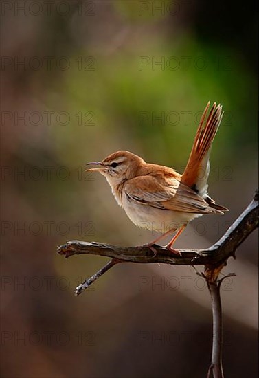 Rufous-tailed Scrub-robin