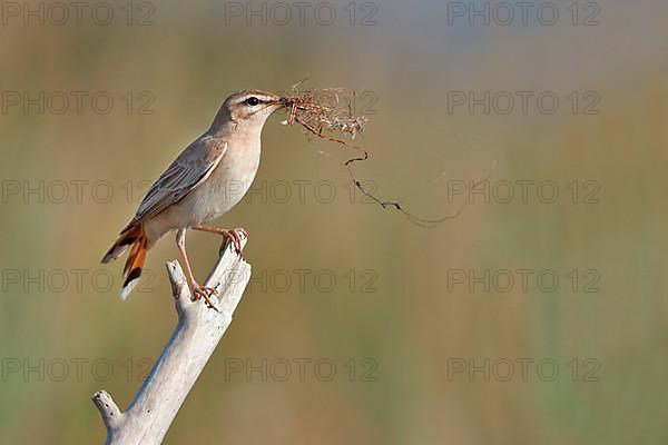 Rufous-tailed Scrub-robin