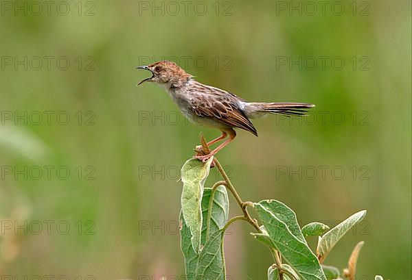 Rattling Cisticola