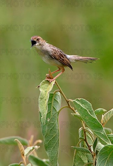 Rattling Cisticola