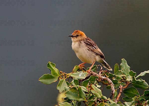 Levaillant's Cisticola