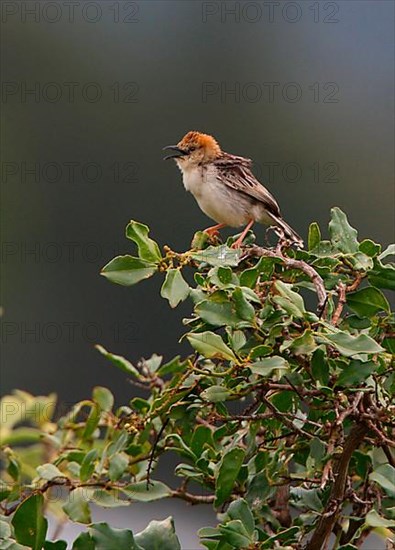 Levaillant's Cisticola