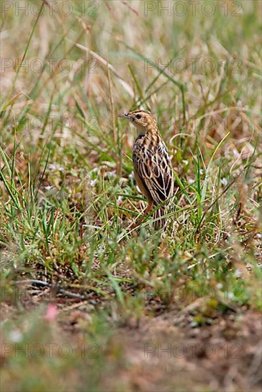 Pectoral-patch Cisticola