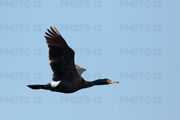 Red-faced cormorant