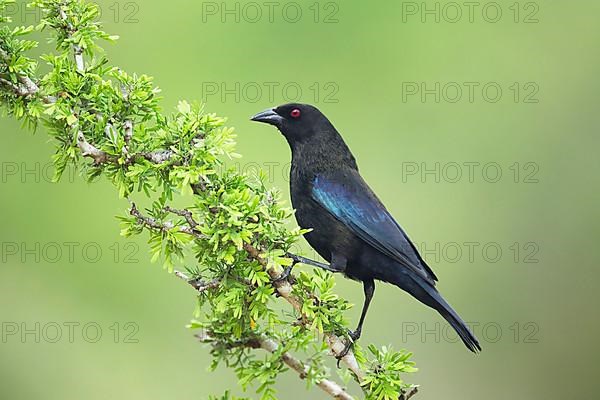 Bronzed Cowbird