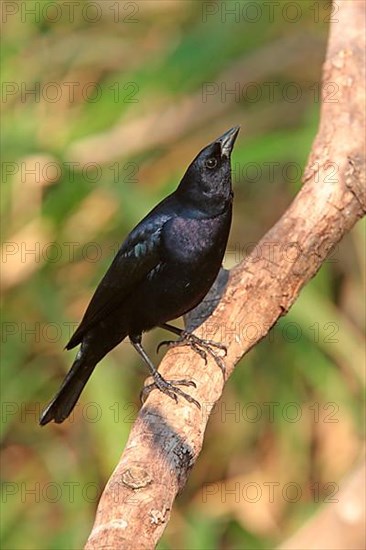 Silky Cowbird