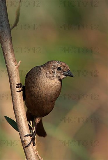 Silky Cowbird