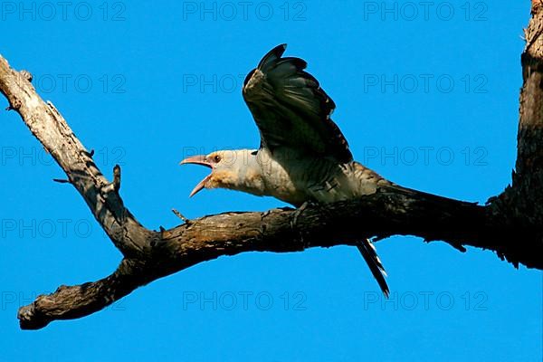 Channel-billed cuckoo