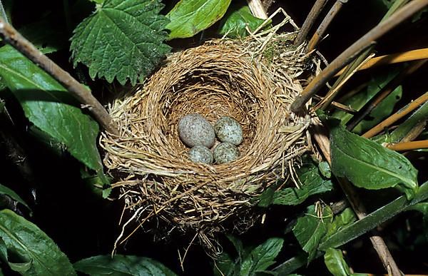 Common Cuckoo