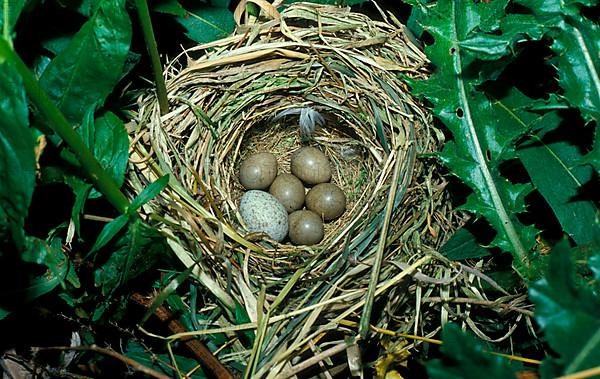 Aquatic Warbler