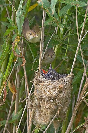 Common Cuckoo