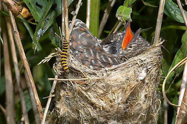 Common Cuckoo