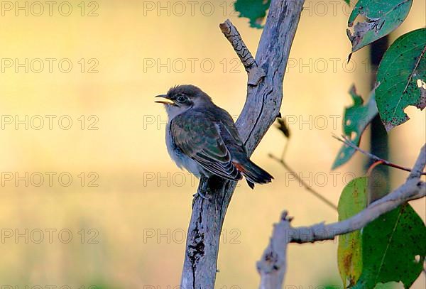 Horsfield's bronze cuckoo