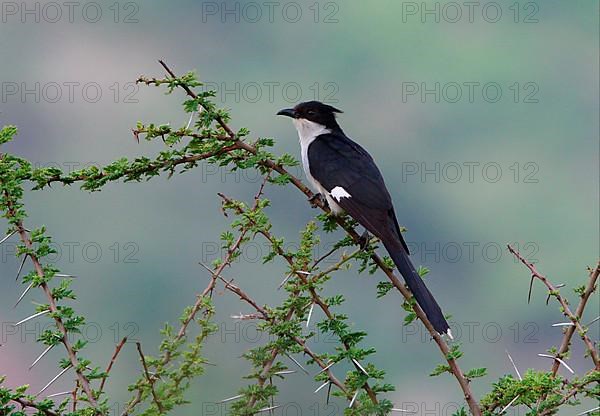 Jacobin cuckoo