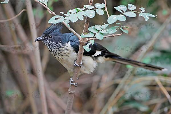 Levaillant's Cuckoo