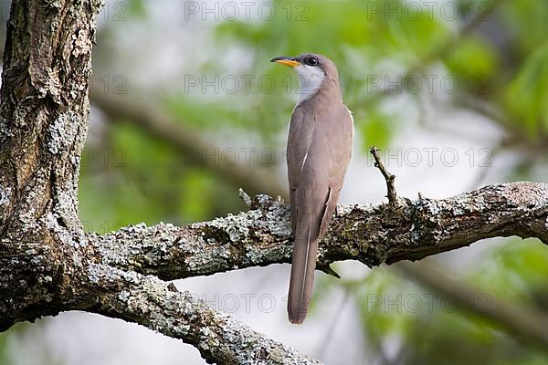 Yellow-billed Cuckoo