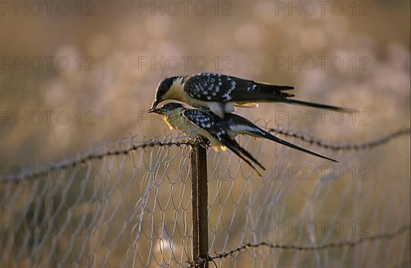 Great Spotted Cuckoo