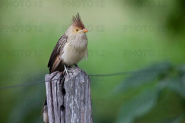 Guira Cuckoo