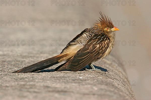 Guira cuckoos