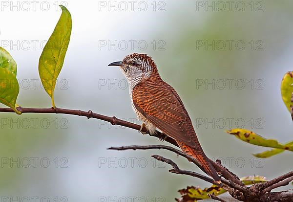 Banded Laurel Cuckoo