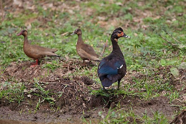 Brazilian duck