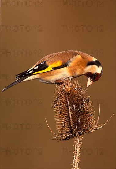 European goldfinch