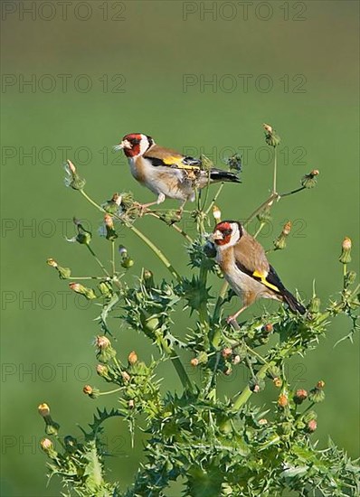 European goldfinch