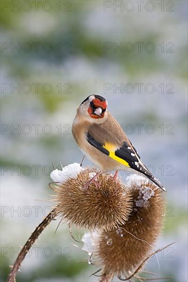 European goldfinch