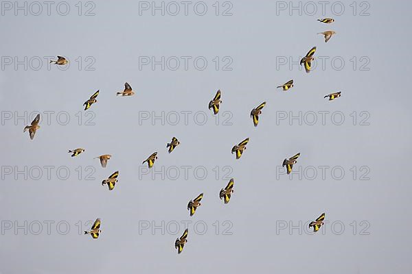 European european goldfinch