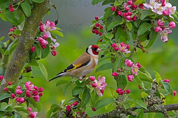 European Goldfinch