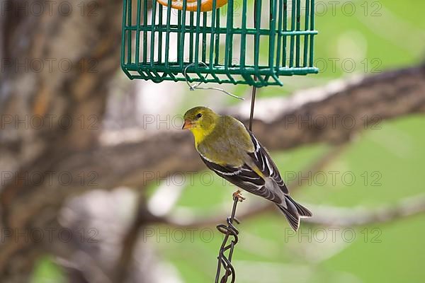 American Goldfinch