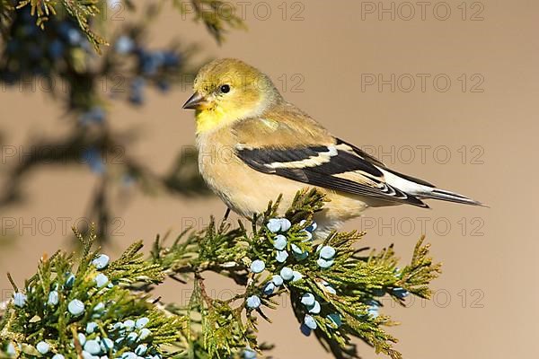 American Goldfinch